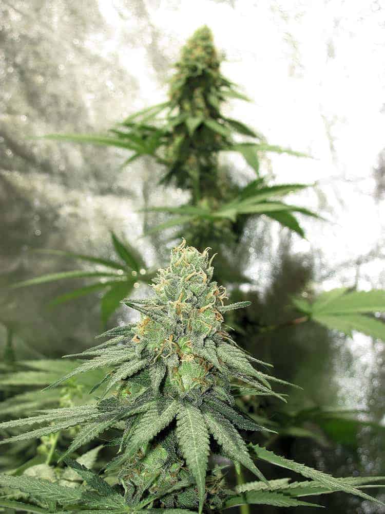 KOS - Dark Forrest - Kingdom Organic Seeds