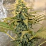 Sativa Dominant and Indica Dominant Cannabis Seeds Hemmy Black by KOS