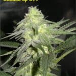 Sativa Dominant and Indica Dominant Cannabis Seeds Cinderella 99 by Kingdom Organic Seeds