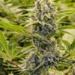 Sativa Dominant and Indica Dominant Cannabis Seeds Princess Haze XX by Brothers Grimm