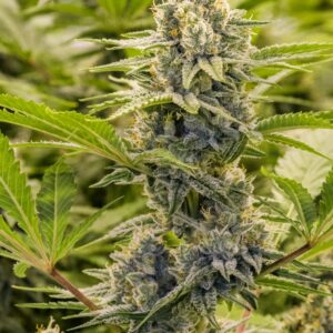 Princess Haze XX by Brothers Grimm