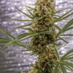 Pineapple XX aka Cinderella Pineapple by Brothers Grimm