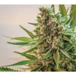 Sativa Dominant and Indica Dominant Cannabis Seeds Space Queen XX by Brothers Grimm
