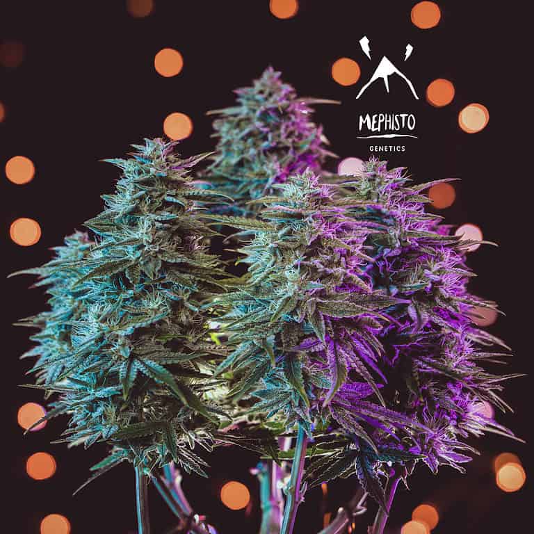 Sour Stomper by Mephisto Genetics