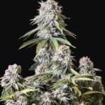 Orange Sherbet Fast Flowering by Fast Buds